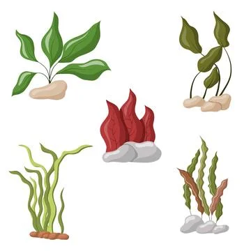 A set of colored aquarium algae. Vector illustration of aquarium plants. Stock Illustration