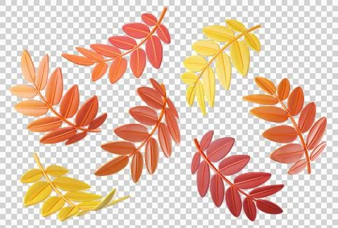 Set of colorful 3D fall autumn rowan leaves Stock-Illustration