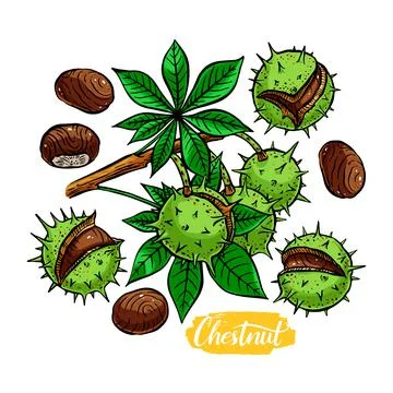 Set of colorful chestnuts Stock Illustration