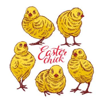 Set of colorful chicks Stock Illustration