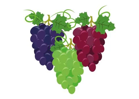 Set of colorful grapes vector Stock Illustration