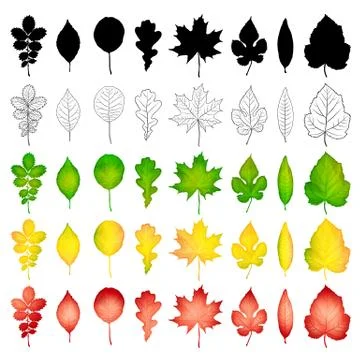 Set of colorful leaves isolated on white background. Vector illustration Stock Illustration