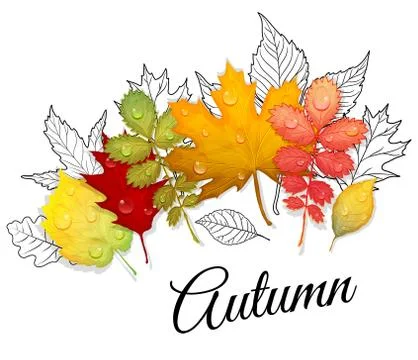 Set of colorful leaves vector Stock Illustration