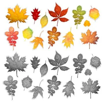 Set of colorful leaves vector Stock Illustration