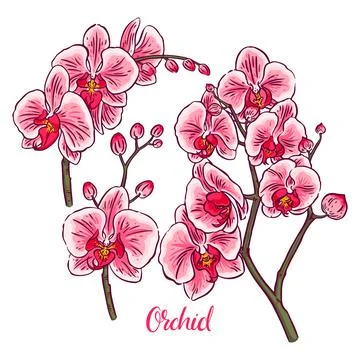 Set of colorful orchids Stock Illustration