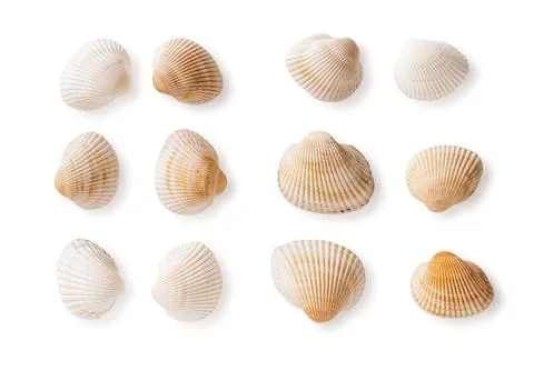 Set of common cockle shells isolated on a white background. Foto stock