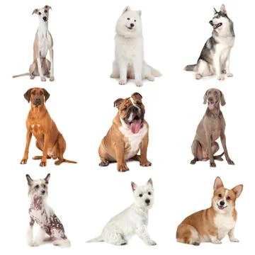Set of common dogs Foto stock