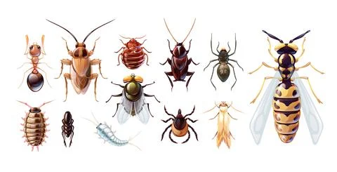 Set of common household pests, macro of insects Stock Illustration