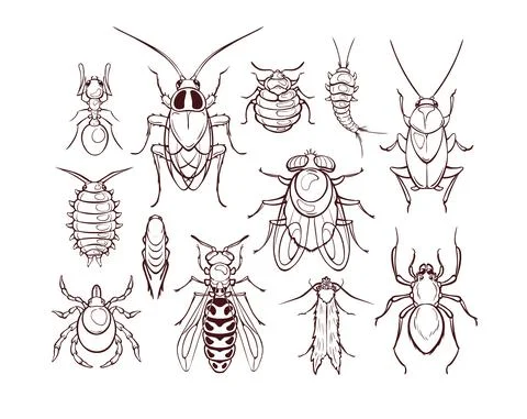 Set of common household pests, macro of insects Stock Illustration