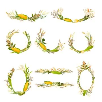 Set of compositions from different plants, ears and ears of corn. Vector Illustrazione stock