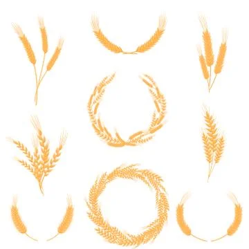 Set of compositions of wheat ears. Vector illustration on white background. Stock Illustration