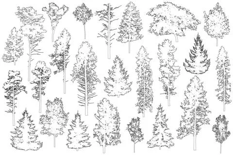 Set of coniferous and deciduous trees for architecture and landscape design.. Stock Illustration