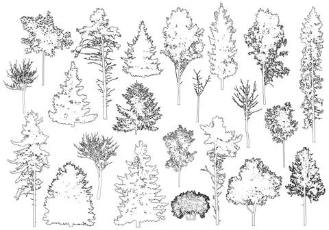Set of coniferous and deciduous trees for architecture and landscape design.. Stock Illustration