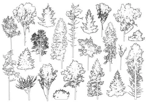 Set of coniferous and deciduous trees for architecture and landscape design.. Stock Illustration