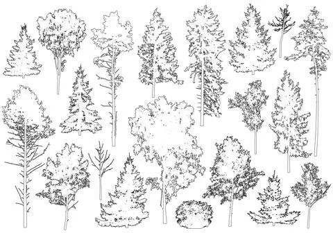Set of coniferous and deciduous trees for architecture and landscape design.. Stock Illustration