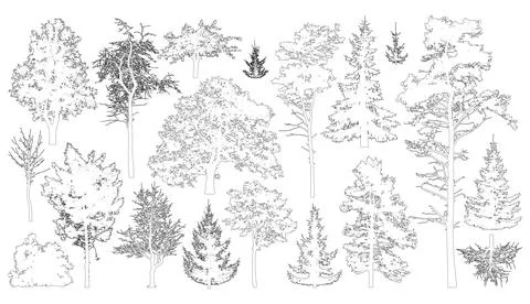 Set of coniferous and deciduous trees for architecture and landscape design.. Stock Illustration