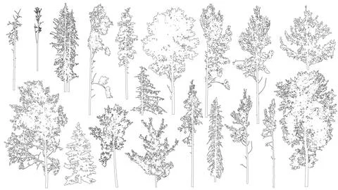 Set of coniferous and deciduous trees for architecture and landscape design.. Stock Illustration