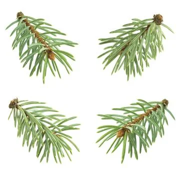 Set of coniferous tree branches pine and spruce isolated on white. conifer .. Stock Photos