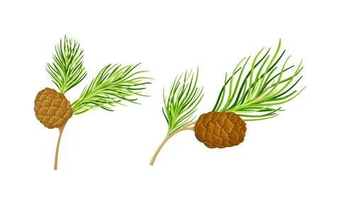 Set of coniferous tree twigs with cones and fir needle foliage vector Stock Illustration