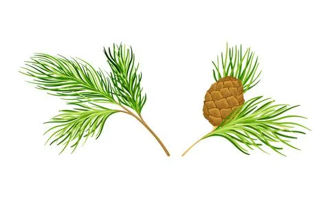 Set of coniferous tree twigs with fir needle foliage vector illustration Stock Illustration