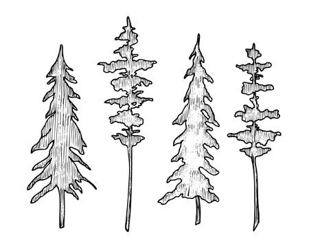 Set of Coniferous Trees. Vector illustration with Pines and Spruce in line art Stock Illustration