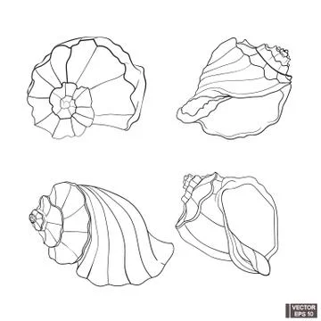 Set of contour seashells. Stock Illustration