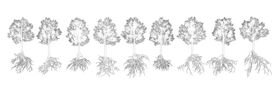 Set of contours deciduous trees with root systems. Vector illustration Stock Illustration