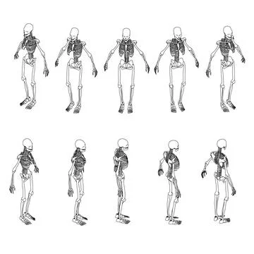Set with contours of a human skeleton from black lines isolated on a white Stock Illustration