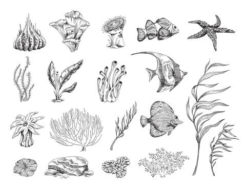 Set of coral reef elements in engraved sketch style, vector illustration Stock Illustration
