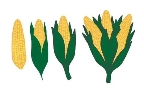 Set of corn on the cob isolated on the white background. Vector EPS10 Stock Illustration