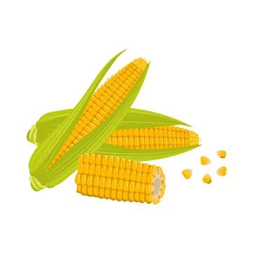 Set of corn cobs with leaves and grains Illustrazione stock