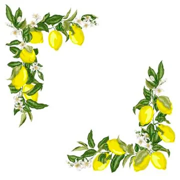 Set of corner square frame template with citrus lemon flower and fruits Stock Illustration