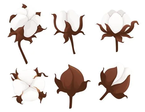 Set of cotton flower branch vector illustration isolated on white background Stock Illustration