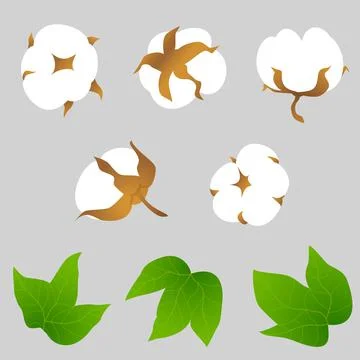Set of cotton plant elements Stock Illustration