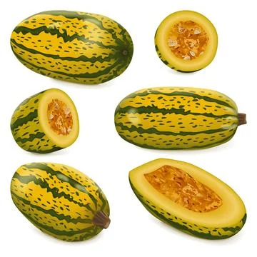 Set of Courge Spaghetti winter Squash Stockillustratie