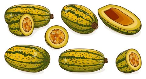 Set of Courge Spaghetti winter Squash Clipart. Illustrazione stock
