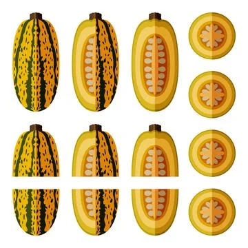 Set of Courge Spaghetti winter Squash Flat Stock Illustration