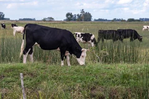 Set of cows grazing in the field. Stock Photos