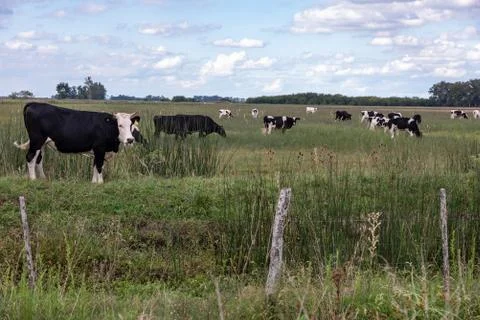 Set of cows grazing in the field. Stock Photos