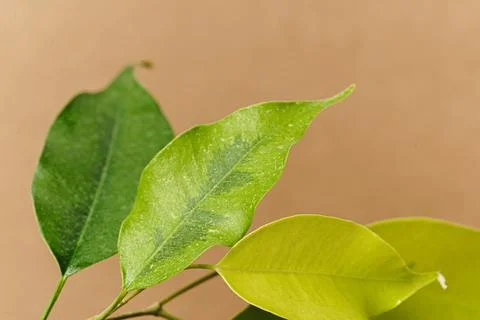 Set of craft elements with copy space and green leaves Foto stock