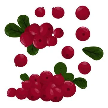 Set of cranberries. Simple vector illustration Stock Illustration