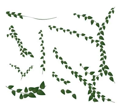 A Set of Creeper Plant on White Background Illustrazione stock