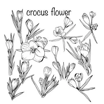 Set of crocus spring flowers black and white Stock Illustration