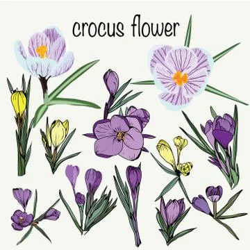 Set of crocus spring flowers collection violet and yellow Stock Illustration