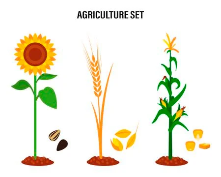 Set of crops, sunflower, wheat, corn. Concept for organic products labels, ha Stock Illustration