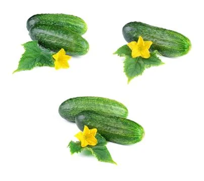 Set of Cucumber Vegetables with Leaves and Flowers, Isolated on White Stock Photos