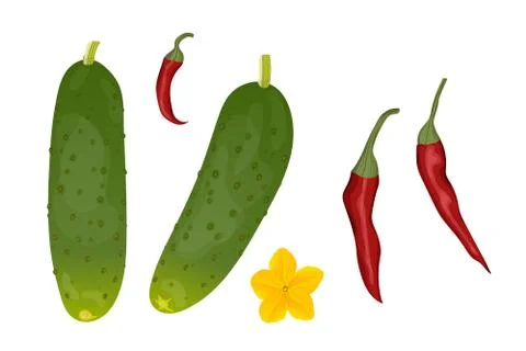 Set of cucumbers and red hot chilli peppers. Stock Illustration