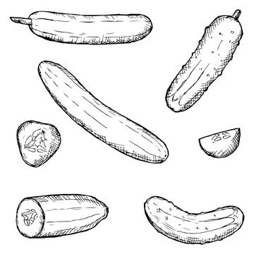 Set of cucumbers. Vector illustrations. Isolated on white. Stock Illustration