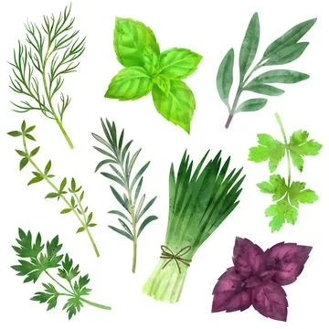 Set of culinary herbs, hand drawn vector watercolor Stock Illustration