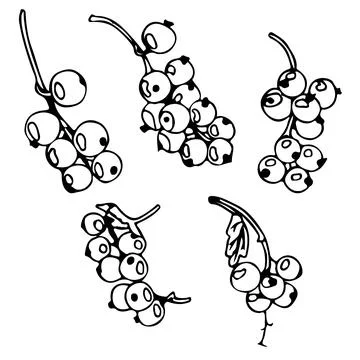 Set of currant berries in doodle style. Vector illustration on white background. Stock Illustration